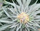 plants