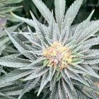 plants
